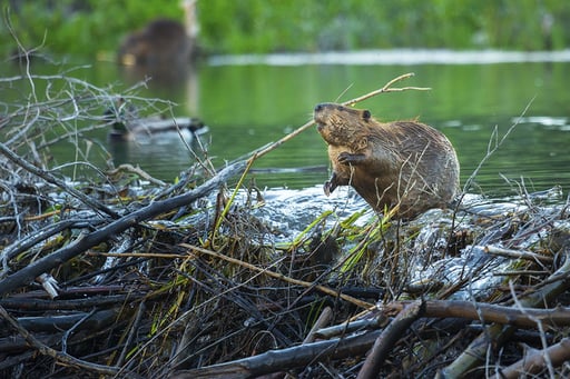 Nuisance Wildlife: Why Otters, Beavers and Muskrats are Bad for Ponds